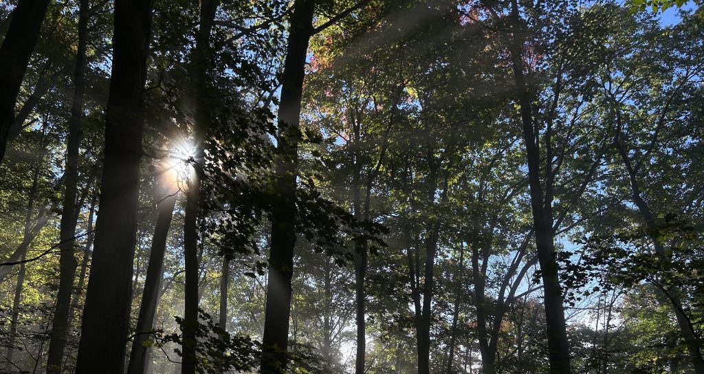 Hikikomori : The pulling&nbsp;inwards